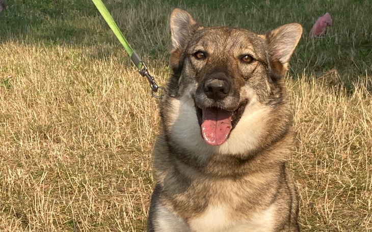Zbiórka Molly zbiera na dom tymczasowy - zdjęcie główne