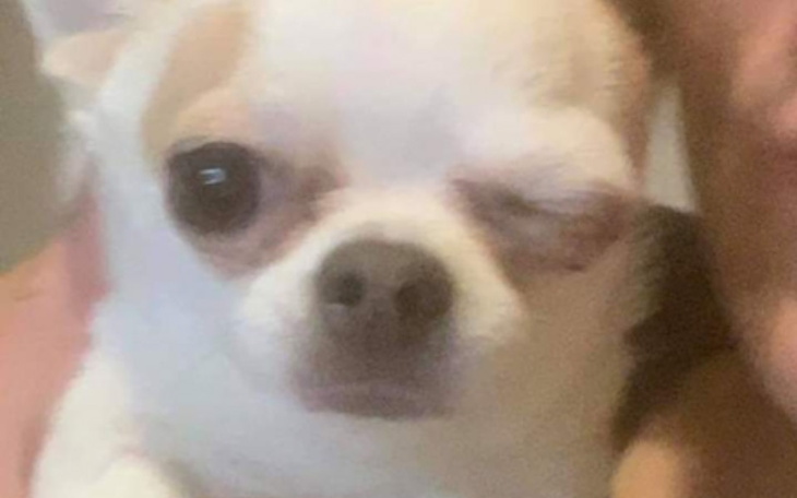 Zbiórka Zbieram na antybiotyki dla psa - zdjęcie główne