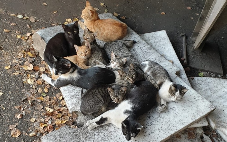 Zbiórka Koty - fundusze na nowy start - zdjęcie główne