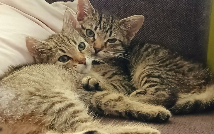 Zbiórka Pilny ratunek kocim dzieciom - zdjęcie główne