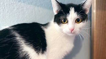 Zbiórka Bella-zabieg więzadła - miniaturka zdjęcia