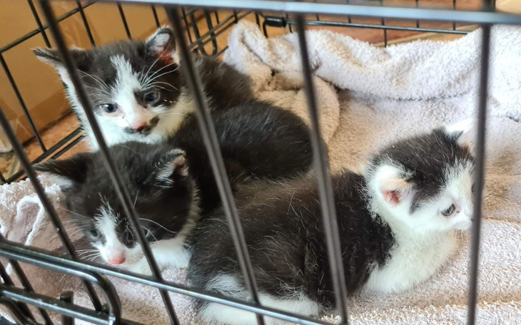 Koty w transporterze, jeden z nich z maską tlenową.