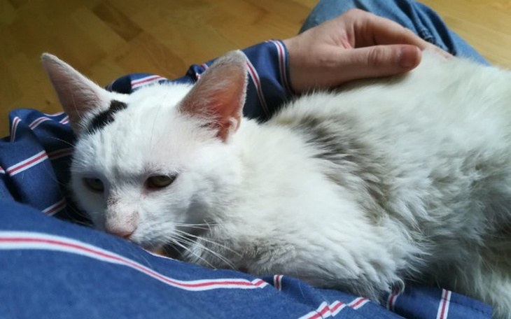 Zbiórka Rysiu - smutny koci los. - zdjęcie główne