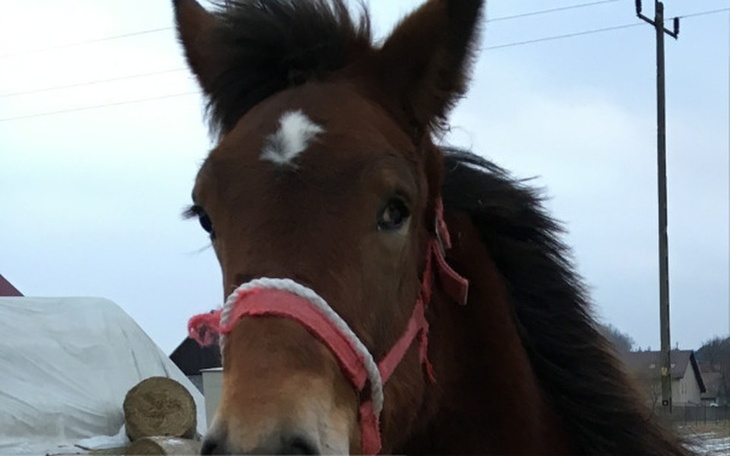 Zbiórka Ogierek nie widzi na jedno oko - zdjęcie główne