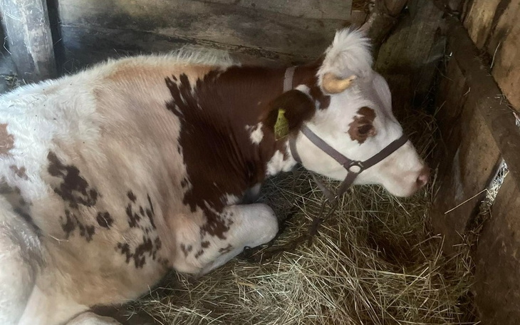 Zbiórka pomoc dla uratowanych zwierzat - zdjęcie główne