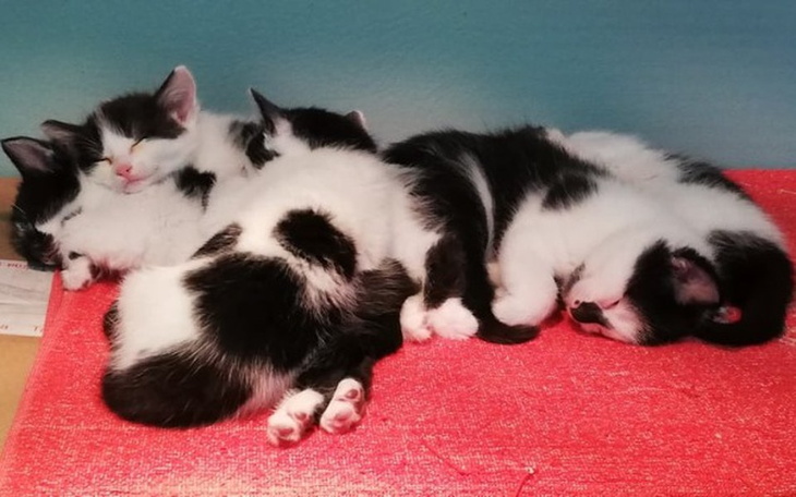 Zbiórka Na potrzeby Kociej Rodziny. - zdjęcie główne