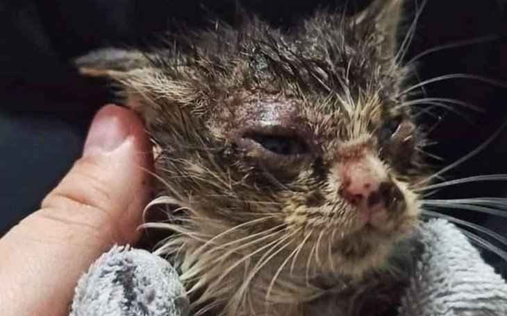 Kotek z uszkodzoną sierścią, trzymany w rękach.