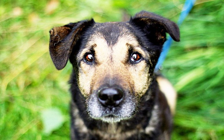 Zbiórka Karma dla psiaków z Tomaryn! - zdjęcie główne