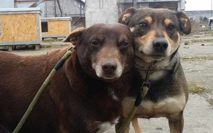 Zbiórka Puszeczki dla Nygusków :) - zdjęcie główne