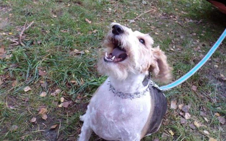 Zbiórka Na weterynarza dla staruszka - zdjęcie główne