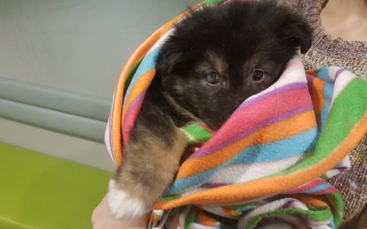 Zbiórka Nie pozwoliliśmy im umrzeć - zdjęcie główne