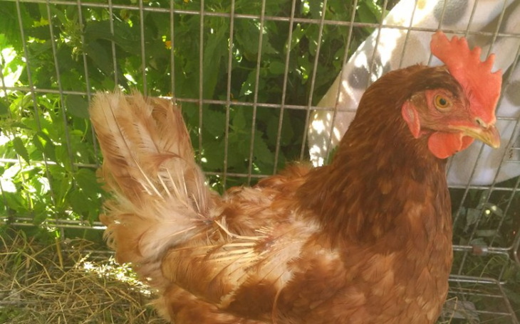 Zbiórka Kurnik dla Kur nie na rosół - zdjęcie główne