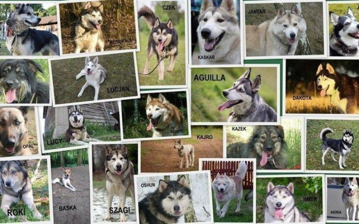 Zbiórka Pomóżcie nam pomagać dalej - zdjęcie główne