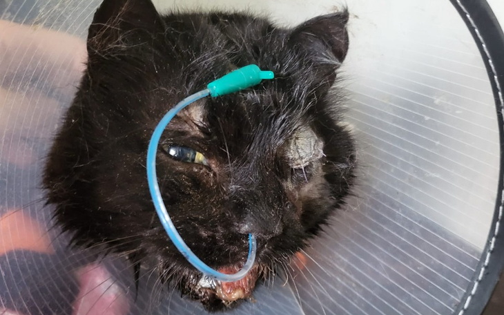 Zbiórka Bambo chce żyć - zdjęcie główne