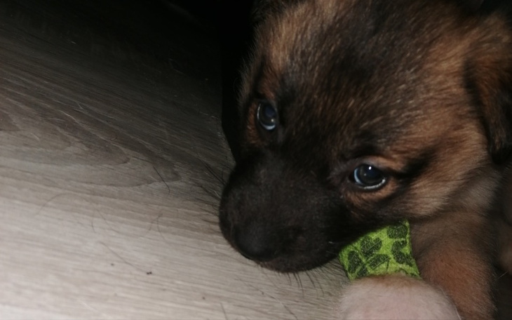 Zbiórka Leczenie SZCZENIAK_A - zdjęcie główne