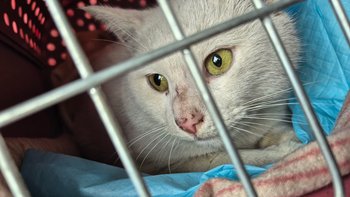 Zbiórka Bazarek Dante Koty Sieroty - miniaturka zdjęcia