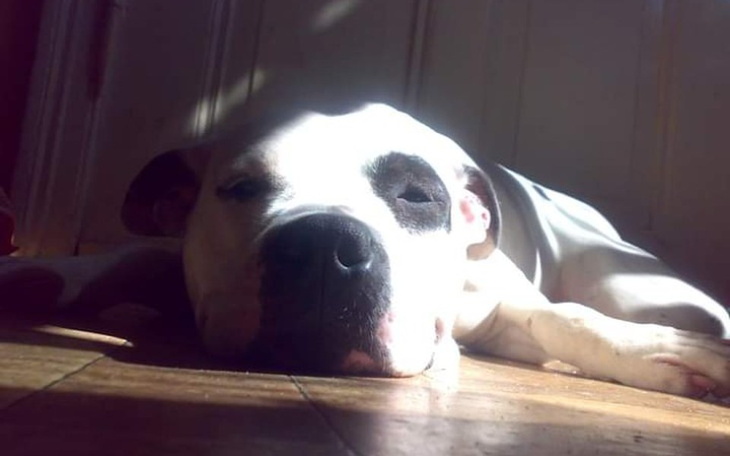 Zbiórka Operacja dla Tili-nowotwór. - zdjęcie główne