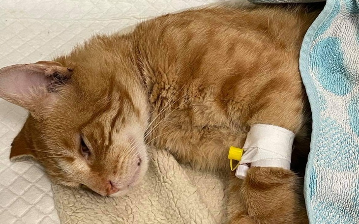 Zbiórka Pomoc i leczenie kotów - zdjęcie główne