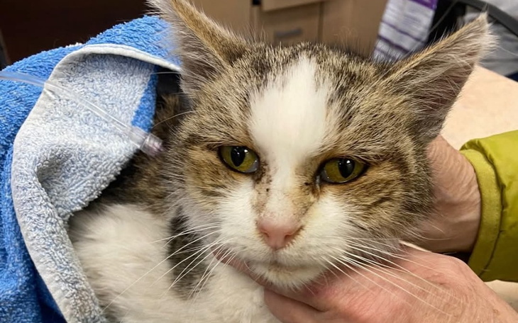 Kot w rękach weterynarza, owinięty w ręcznik.