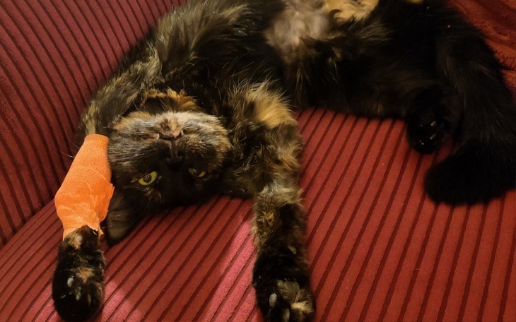 Kot leżący na kanapie z opatrunkiem na łapie.