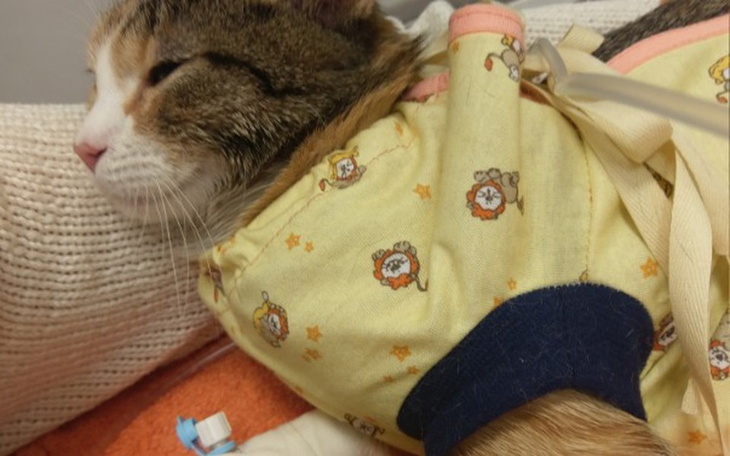 Zbiórka Dla Koty - zdjęcie główne