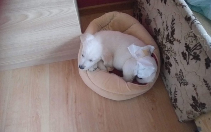 Zbiórka Pomoc, oraz leczenie Boryska - zdjęcie główne