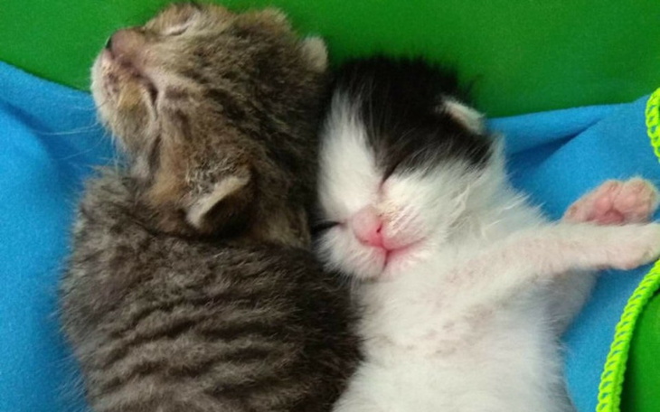 Zbiórka Koty spod bloku - lato 2018 - zdjęcie główne