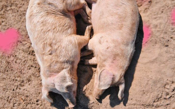 Zbiórka Pomoc dla Świnek na wrzesień - zdjęcie główne