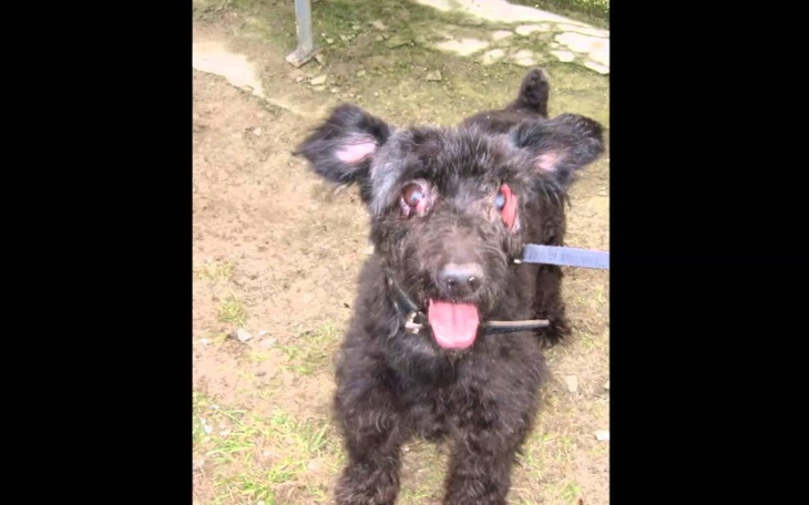 Zbiórka na ratowanie chorych piesków - zdjęcie główne