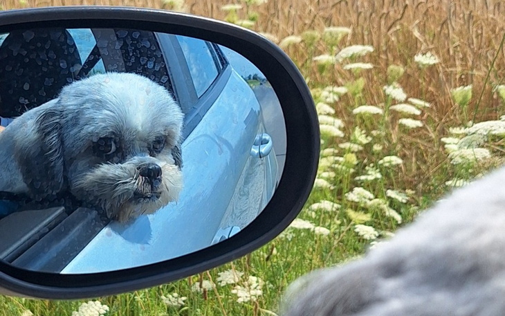 Zbiórka Operacja dla psiego przyjaciela - zdjęcie główne