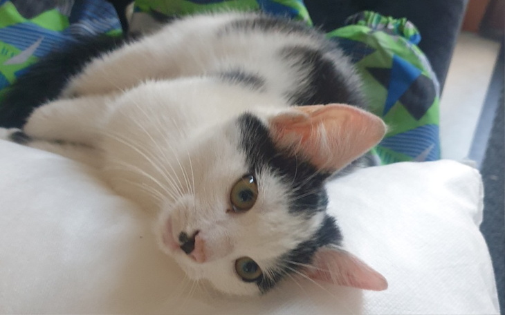 Zbiórka Złamana noga K I T K A - zdjęcie główne