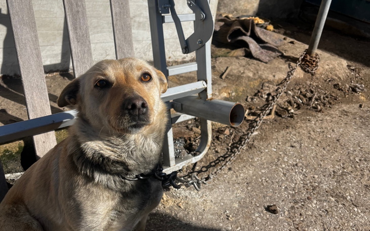Pies siedzi przy bramie, wygląda na smutnego.