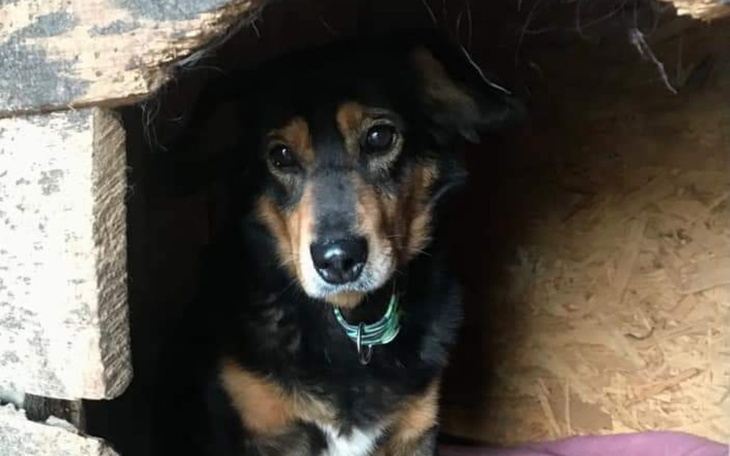 Zbiórka Na pomoc schronisku w Choszcznie - zdjęcie główne