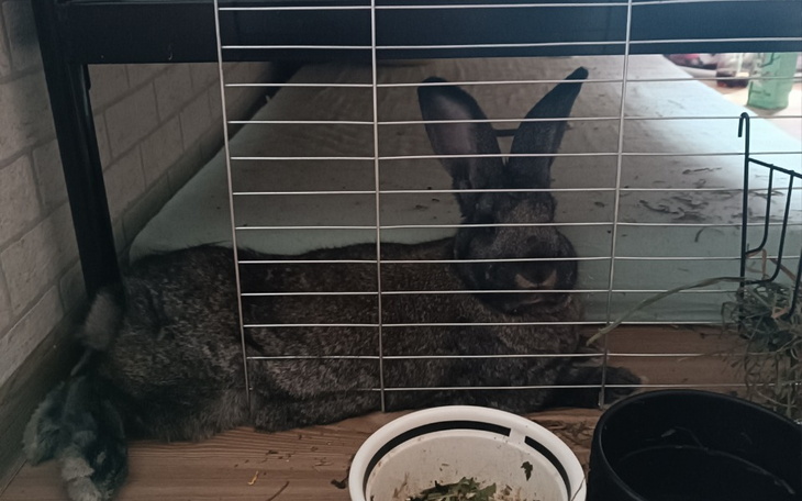 Zbiórka Leczenie Fenrisa - zdjęcie główne