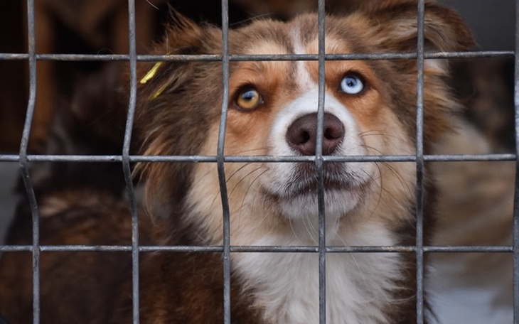 Pies w schronisku, czekający na nowy dom.