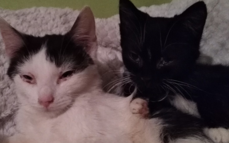 Zbiórka By pomagać - zdjęcie główne