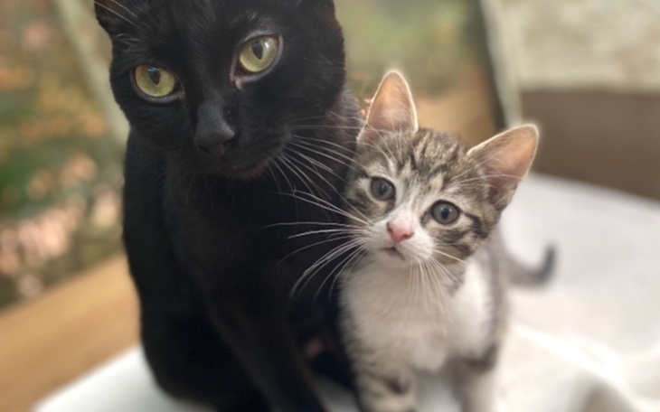 Zbiórka Na sterylki na kaszubskiej wsi - zdjęcie główne