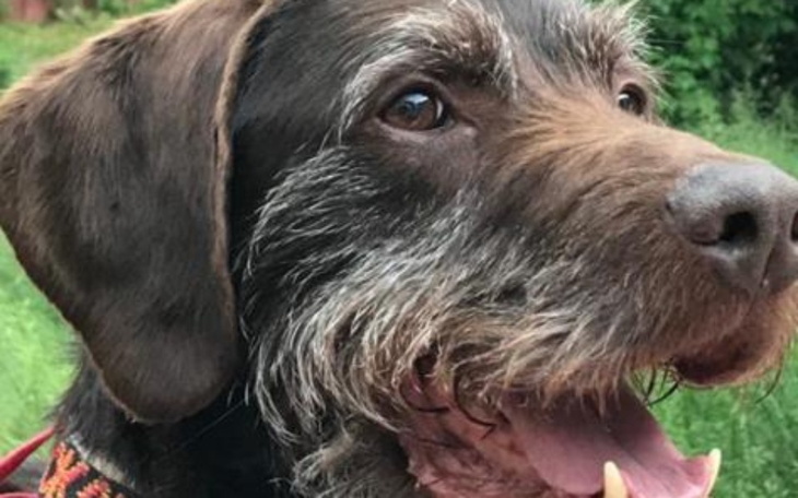 Zbiórka Błagamy PILNIE o pomoc - zdjęcie główne