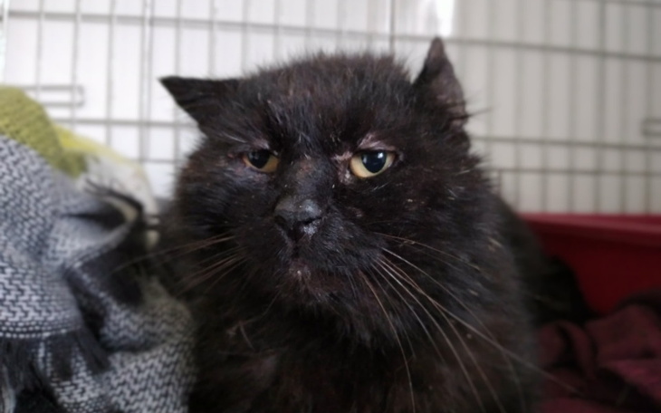 Zbiórka Kot Marian potrzebuje pomocy - zdjęcie główne