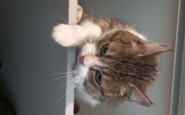 Zbiórka Zbieram na leczenie kota PILNE - zdjęcie główne