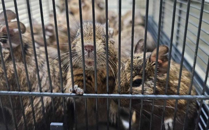 Grupa małych gryzoni w klatce, ciekawie wyglądają.