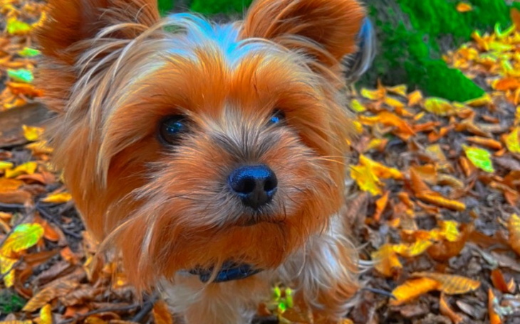 Zbiórka Na całkowite wyleczenie psa - zdjęcie główne