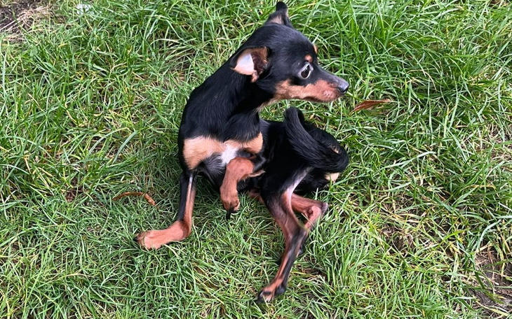 Zbiórka Ratujemy łapki małego psiaka - zdjęcie główne