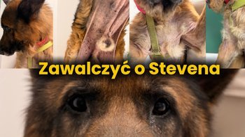 Zbiórka Zawalczyć o Stevena - miniaturka zdjęcia