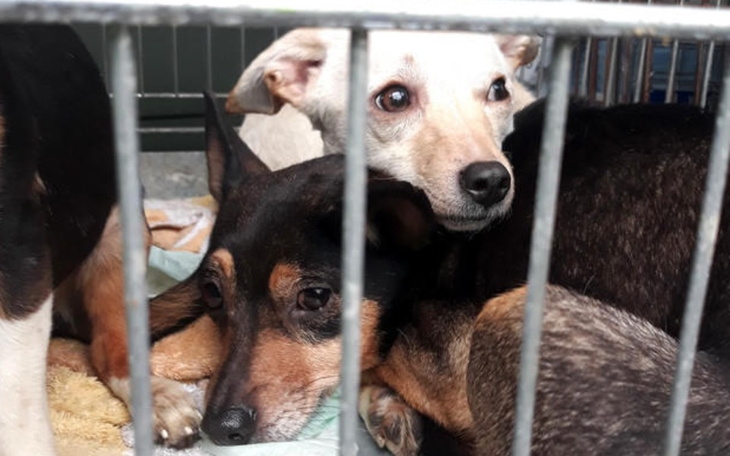 Zbiórka Na wygłodzone psy z ukrainy - zdjęcie główne