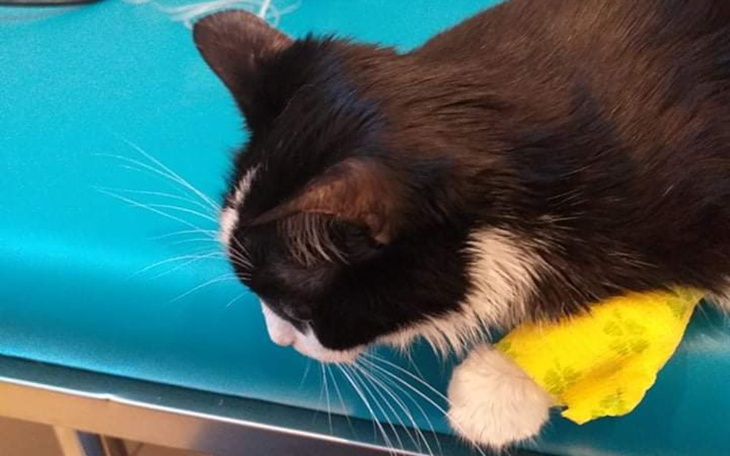 Zbiórka Uratujmy Pumę - zdjęcie główne