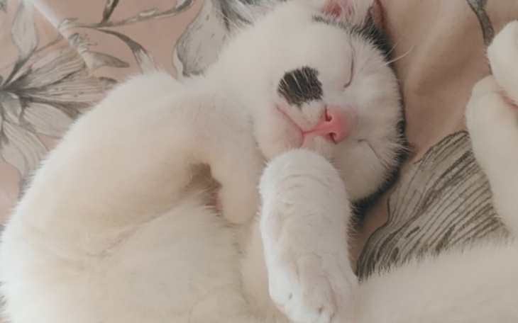 Zbiórka Leczenie Lusi kitka z garaży - zdjęcie główne