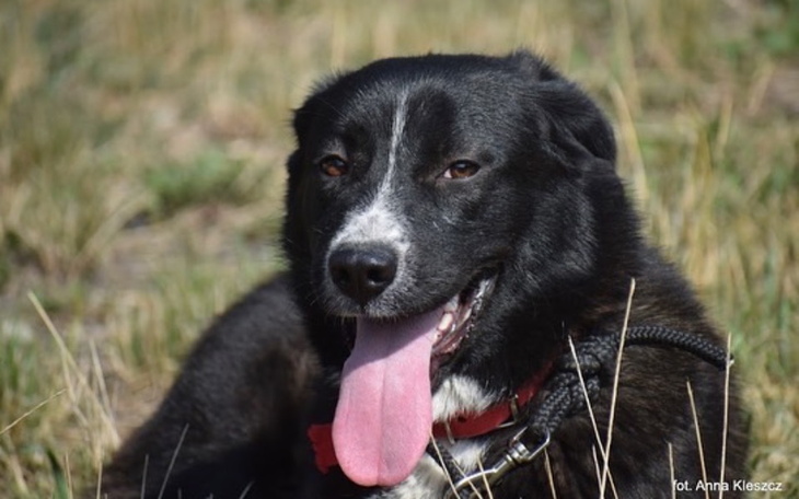 Zbiórka Leczenie chorej suczki Sary - zdjęcie główne