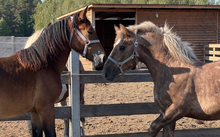 Dwa konie przy ogrodzeniu w stajni.