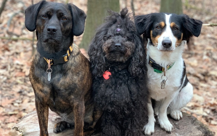 Zbiórka 3 obroże przeciw kleszcz.Foresto - zdjęcie główne